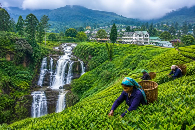 Tea plantations and waterfall landscape in Nuwara Eliya Sri Lanka with misty mountains